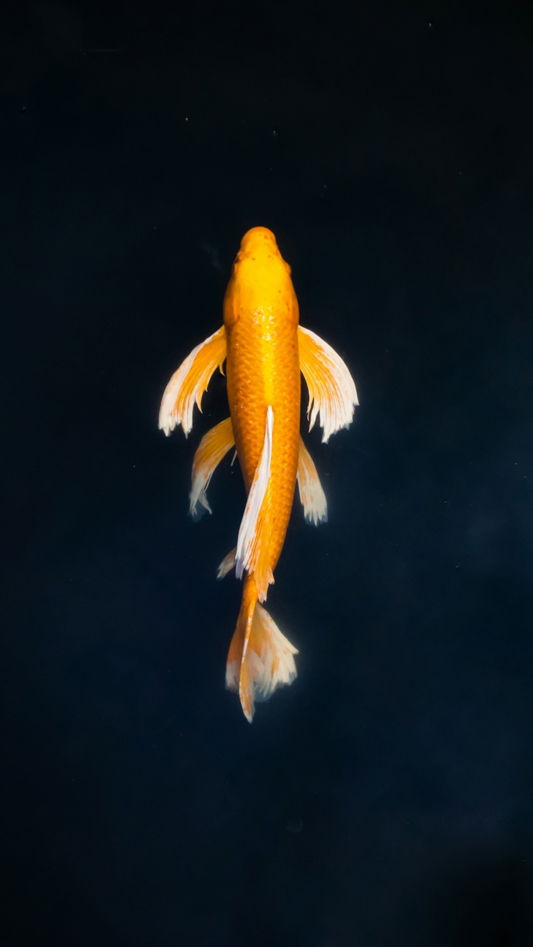 yellow and white fish in water